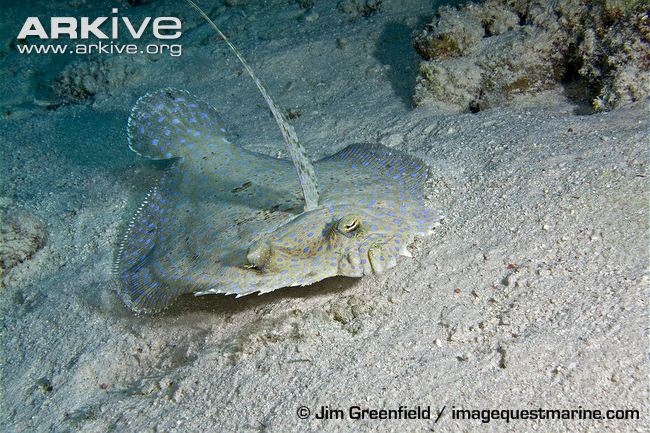 (Bothus Rafinesque, 1810) Род БОТУСЫ 16 видов